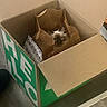 cat, cardboard_box, paper_bag, pet, indoor, curious, animal, floor, container, home, feline, looking, hiding, domestic, brown, white, black, cozy, quiet, resting