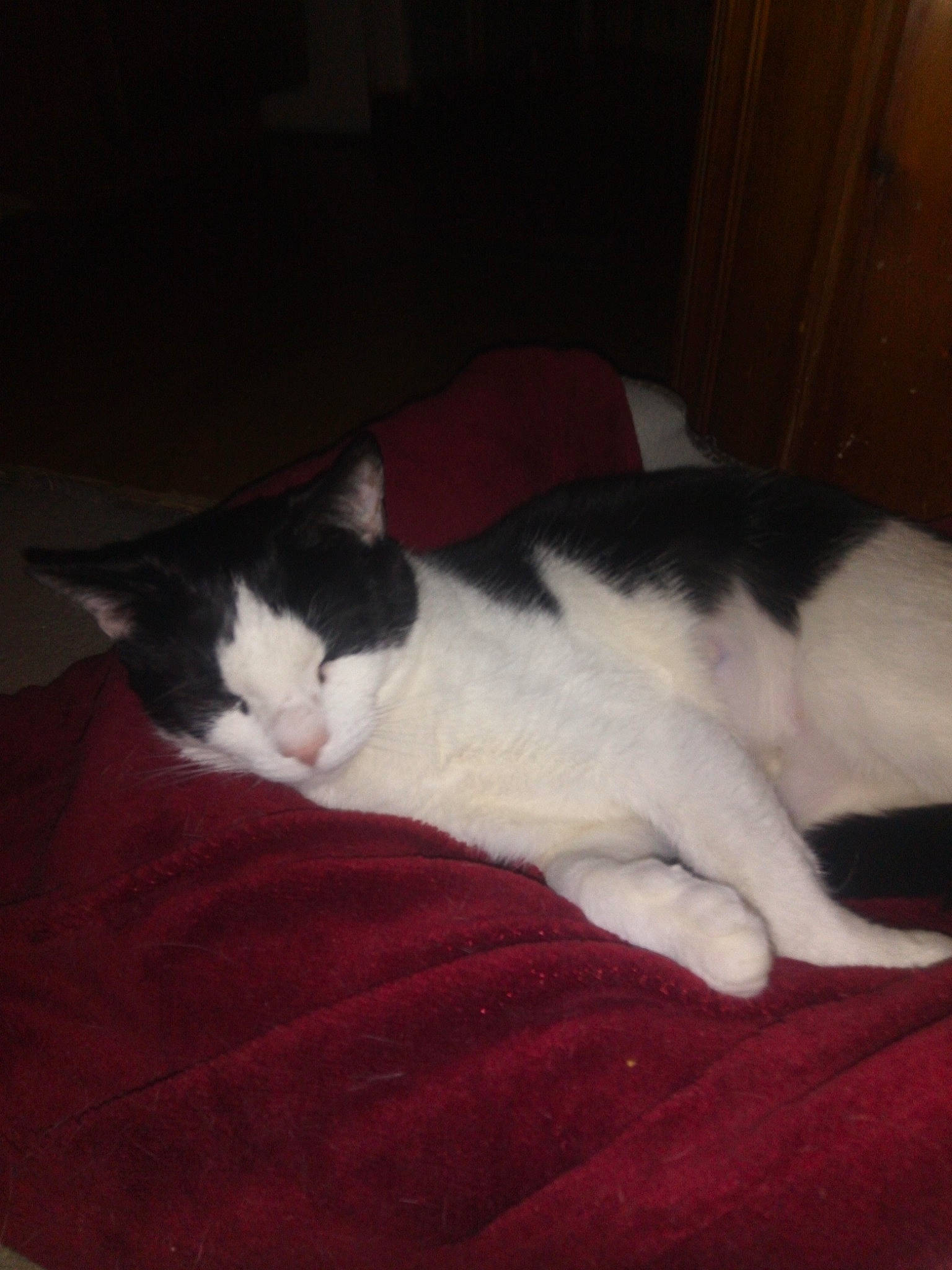 Cookie is registered to the contest to win money with this photo: carnivore, cat, felidae, kitten, polydactyl_cat, small_to_medium_sized_cats, tail, whiskers