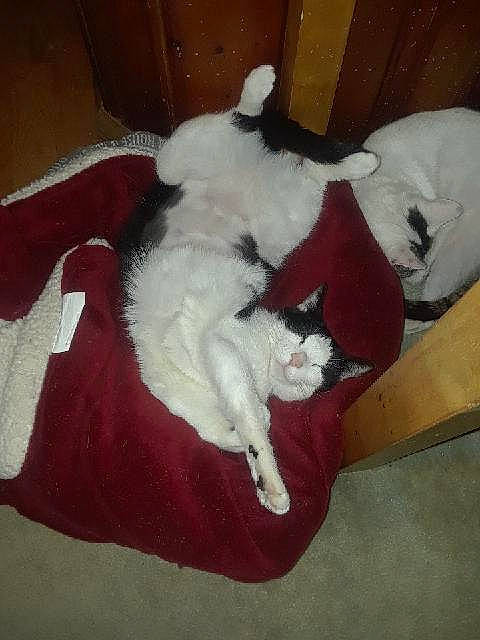 Cookie is registered to the contest to win money with this photo: canidae, carnivore, cat, companion_dog, dog_breed, felidae, small_to_medium_sized_cats, tail, turkish_van