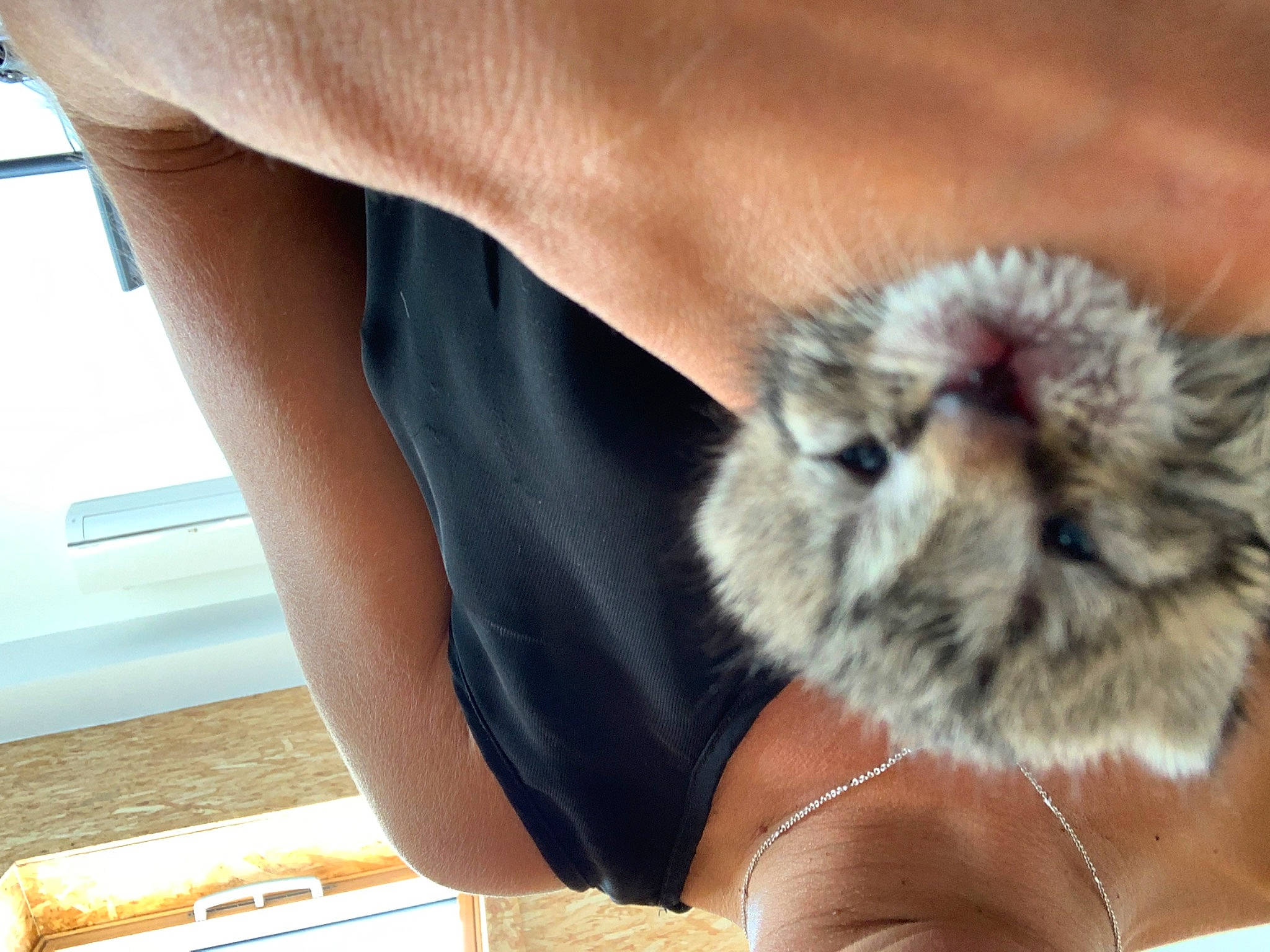 Jedi a rejoint le concours — aidez-le/la à gagner de superbes lots ! fawn, fur, hand, whiskers