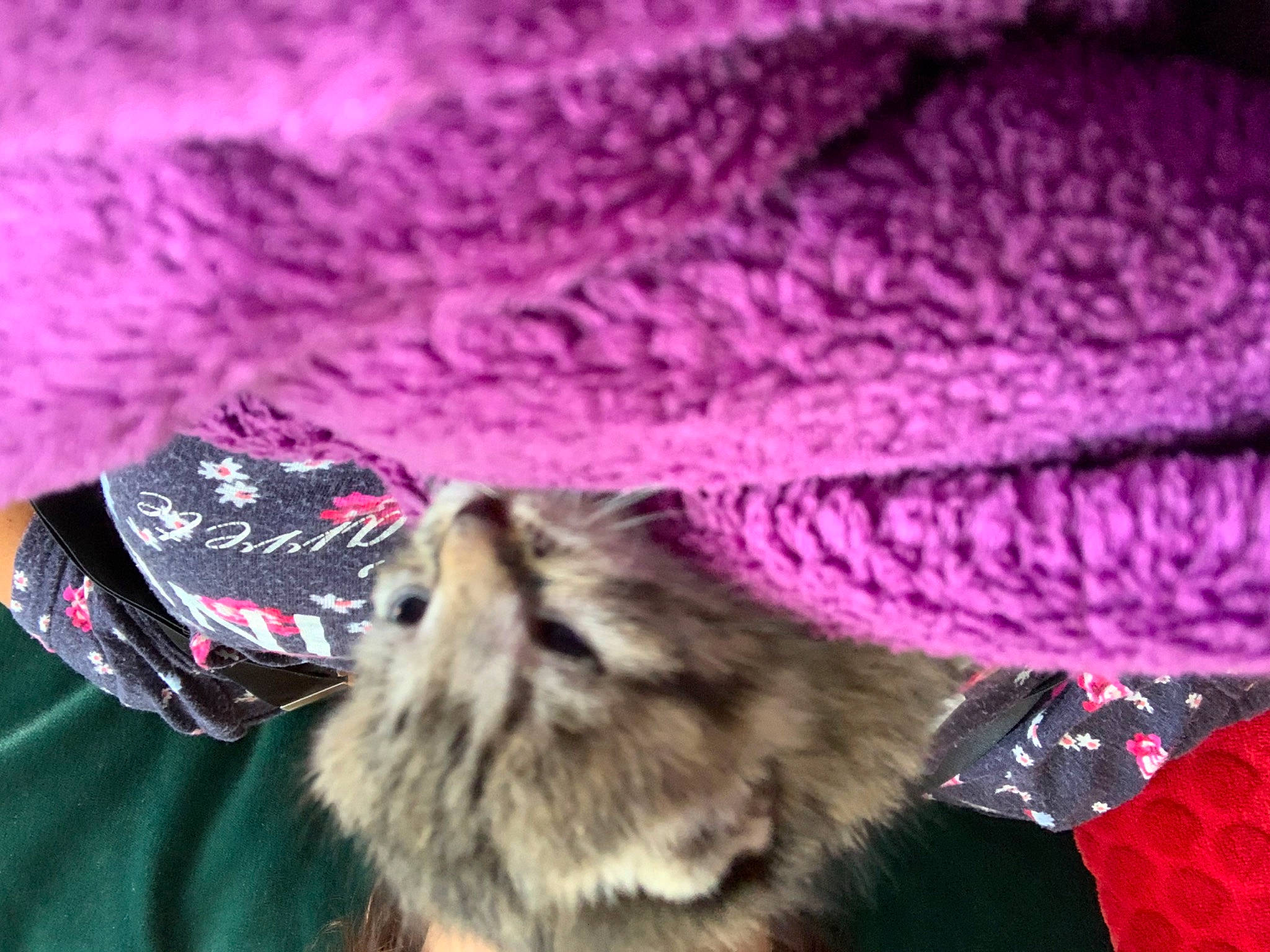 Jedi a rejoint le concours — aidez-le/la à gagner de superbes lots ! carnivore, cat, felidae, fur, pink, small_to_medium_sized_cats, tabby_cat, whiskers