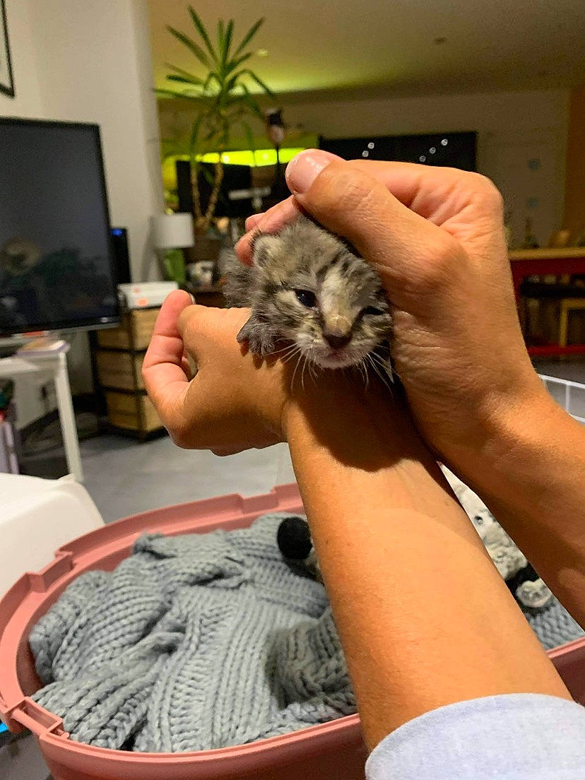 Jedi participe au concours pour gagner de l'argent avec cette photo : american_shorthair, carnivore, cat, claw, degu, domestic_short_haired_cat, dragon_li, european_shorthair, felidae, finger, hand, kitten, norwegian_forest_cat, pixie_bob, small_to_medium_sized_cats, tabby_cat, whiskers