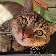 Rocky a rejoint le concours — aidez-le/la à gagner de superbes lots ! cat, tabby, close_up, green_eyes, whiskers, pink_nose, curious, pet, animal, feline, indoor, patterned_background, fabric, tiled_floor, domestic_cat, cute, portrait, face, ears, paws