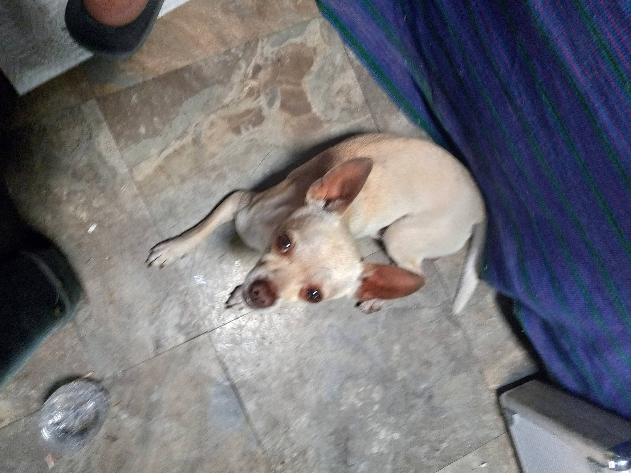 Buddy joined the competition — help win amazing prizes! canidae, carnivore, comfort, companion_dog, curtain, dog, dog_breed, flooring, mammal, paw, sporting_group, tail, toy_dog, vertebrate, working_animal