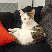 Bud a rejoint le concours — aidez-le/la à gagner de superbes lots ! cat, kitten, tabby, white_fur, cushion, black_cushion, orange_pillow, gray_fabric, indoor, pet, animal, relaxing, feline, looking_at_camera, young_cat, cozy, domestic, cute, whiskers, ears