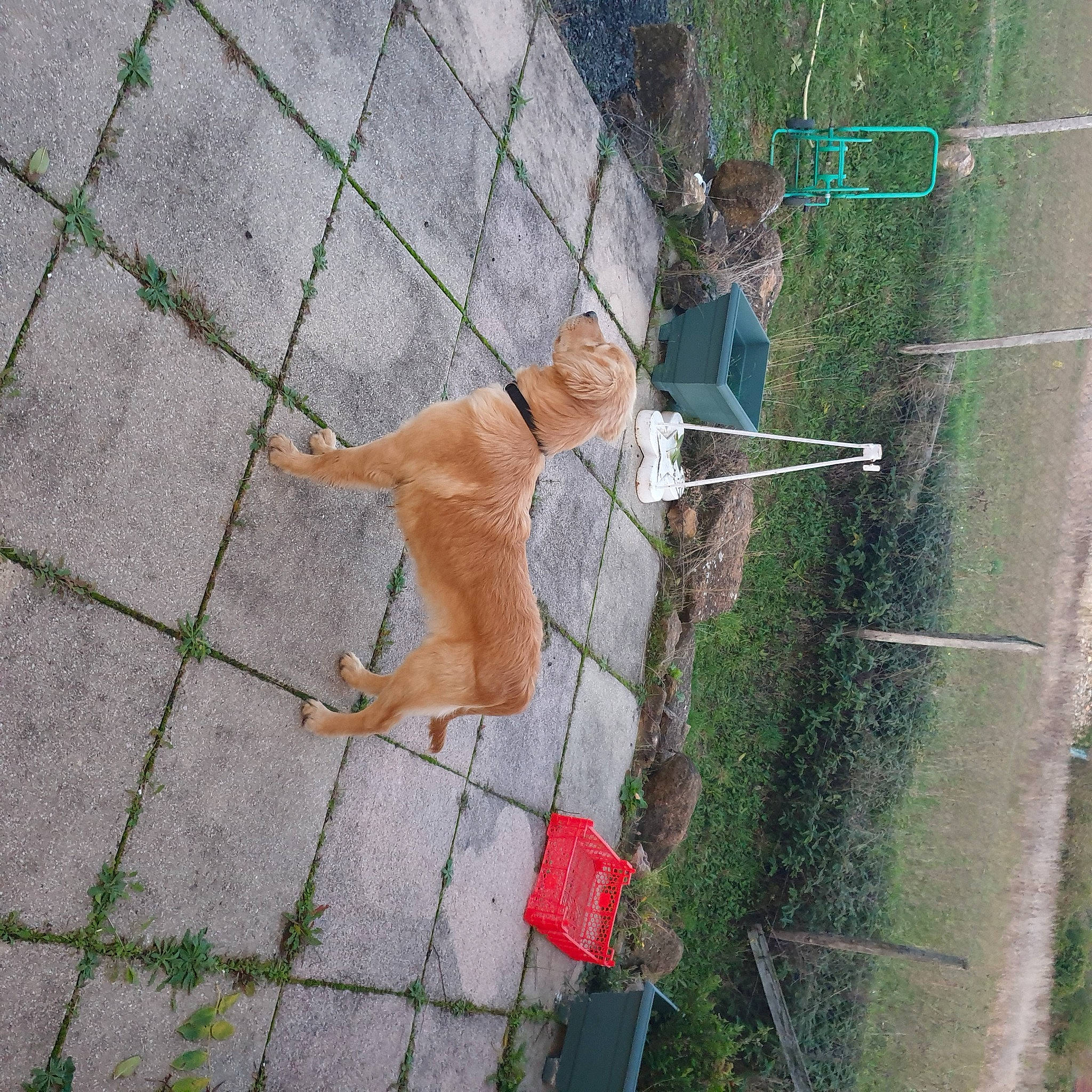 Ulysse participe au concours pour gagner de l'argent avec cette photo : brickwork, carnivore, chain_link_fencing, dog_breed, fawn, felidae, fence, grass, leash, line, mesh, pet_supply, plant, road_surface, sidewalk, small_to_medium_sized_cats, sporting_group, tail, whiskers, wire_fencing