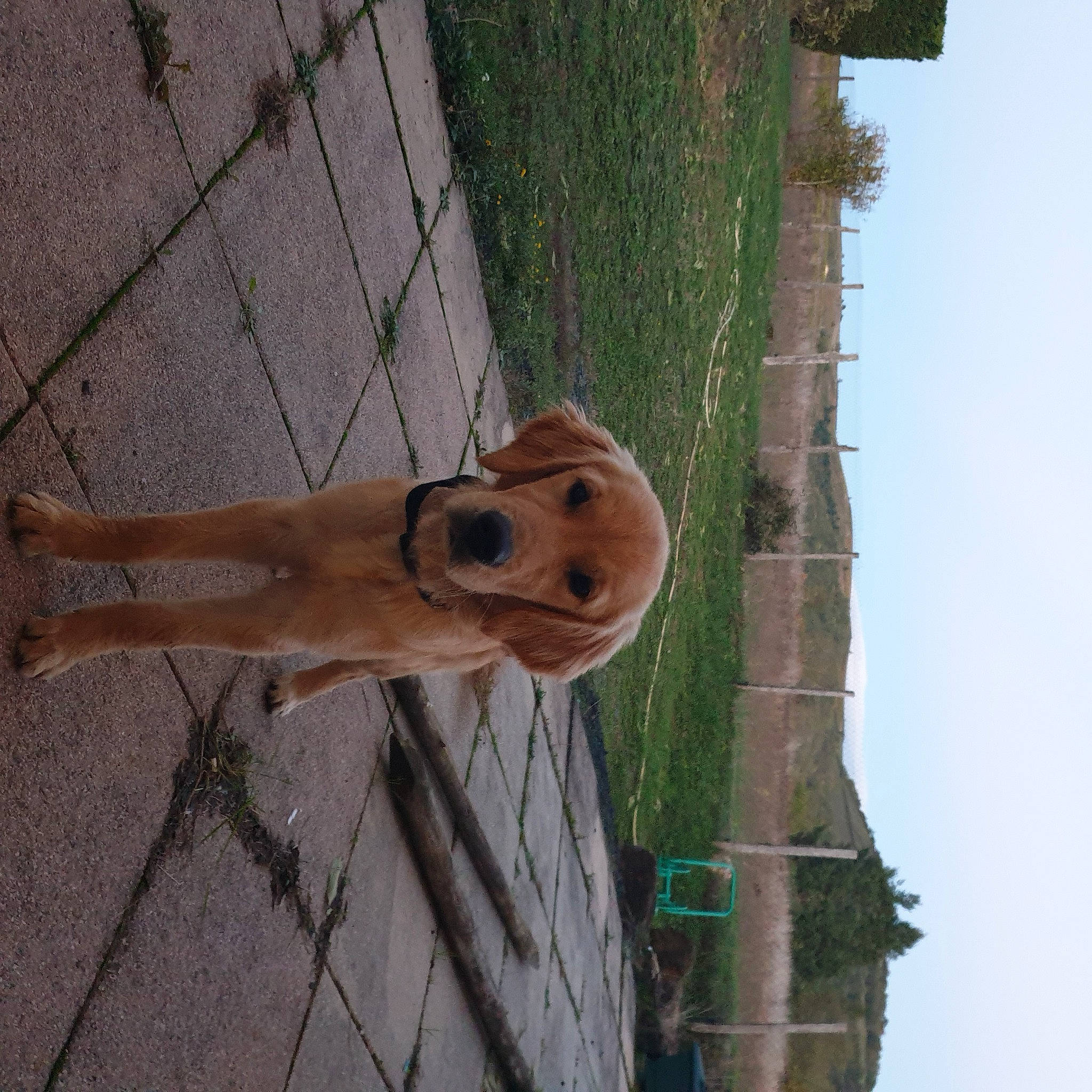 Ulysse a rejoint le concours — aidez-le/la à gagner de superbes lots ! art, carnivore, dog, dog_breed, fawn, fence, foot, hardwood, human_leg, line, plant, sculpture, sidewalk, sky, snout, tree, trunk, wall, wood, wood_stain