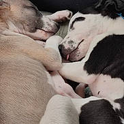 Vega Et Venus participe au concours pour gagner de l'argent avec cette photo : animal, ball, bulldog, canine, couch, dog, face, furniture, head, hound, person, pet, photography, pitbull, portrait, puppy, sleeping, sport, tennis, tennisball