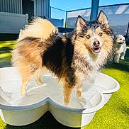 Beau is registered to the contest to win money with this photo: animal, blue_eyes, canine, daylight, dog, fence, fluffy, fur, grass, happy, outdoor, pet, play, pool, small_dog, sunny, tail, tongue, water, white_dog