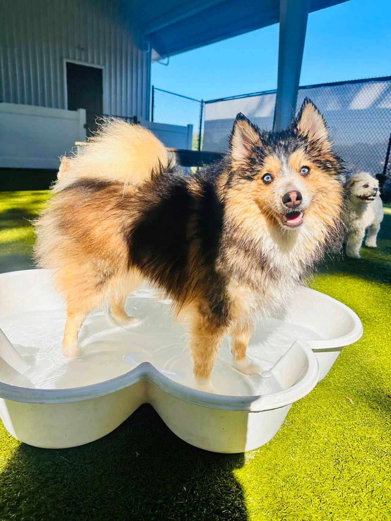 Beau