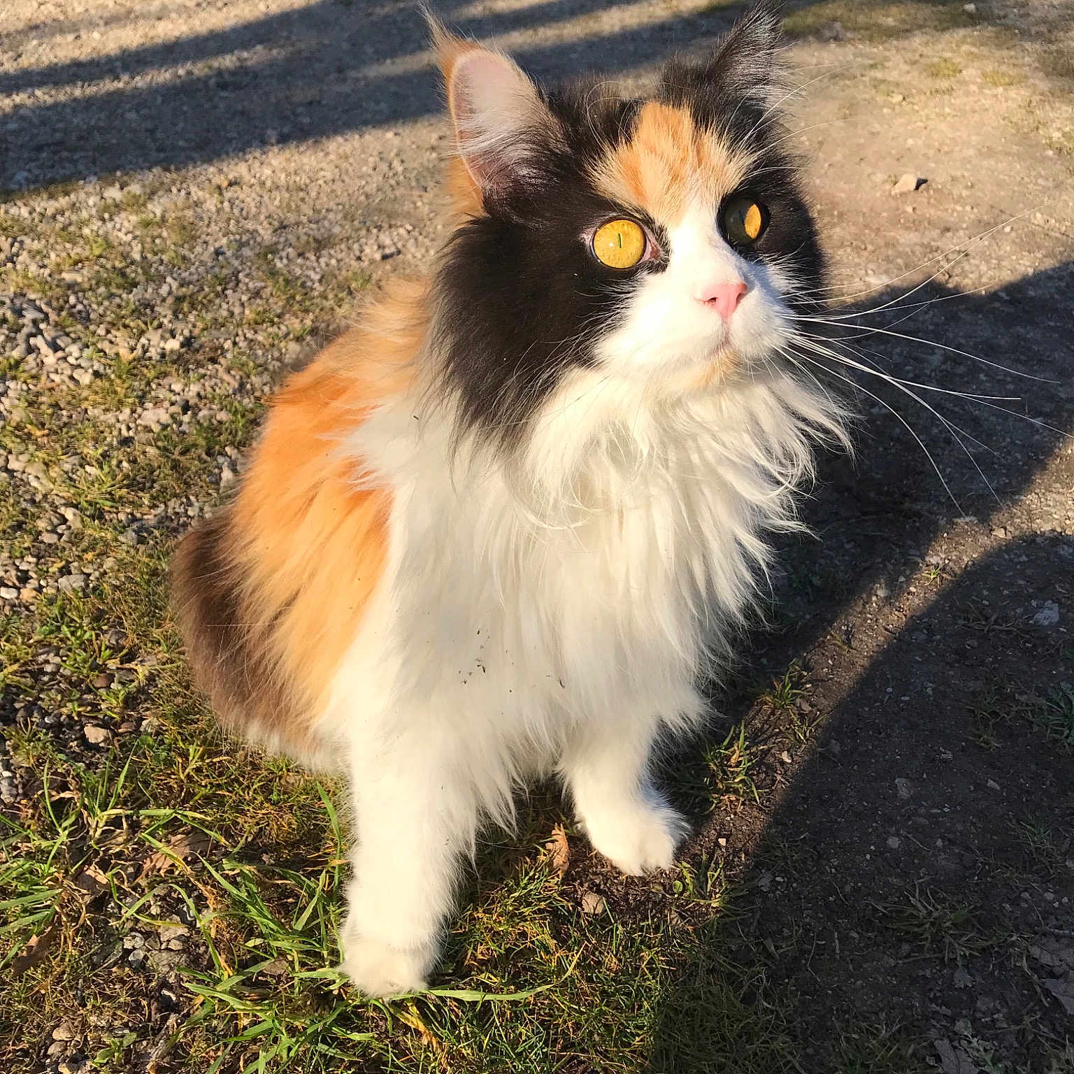 Sheika