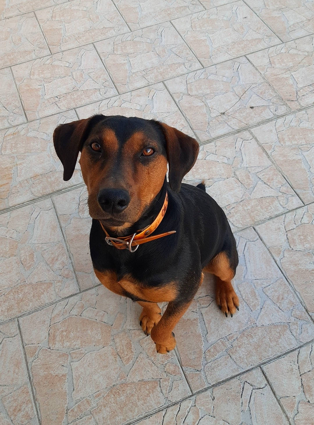 Spirou participe au concours pour gagner de l'argent avec cette photo : canidae, carnivore, collar, companion_dog, dog, dog_breed, eye, fawn, guard_dog, hellenikos_ichnilatis, hunting_dog, liver, pet_supply, pinscher, plant, snout, sporting_group, terrestrial_animal, working_animal, working_dog