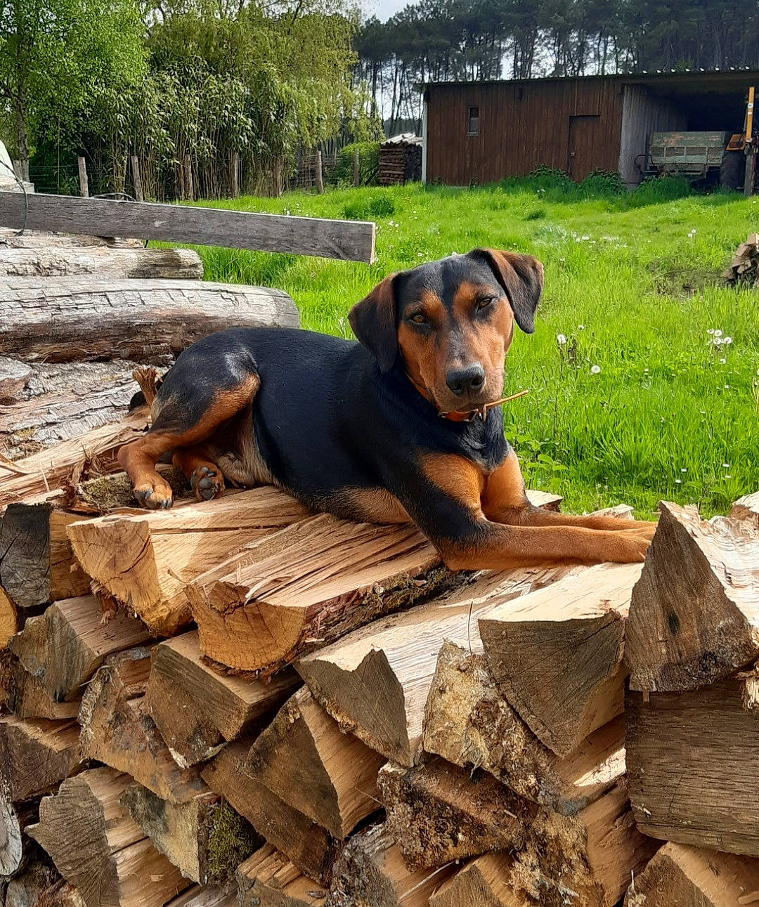 Spirou participe au concours pour gagner de l'argent avec cette photo : bedrock, carnivore, companion_dog, dog, dog_breed, fawn, hunting_dog, landscape, lumber, natural_material, plant, rock, soil, sporting_group, tree, wood, working_animal, working_dog
