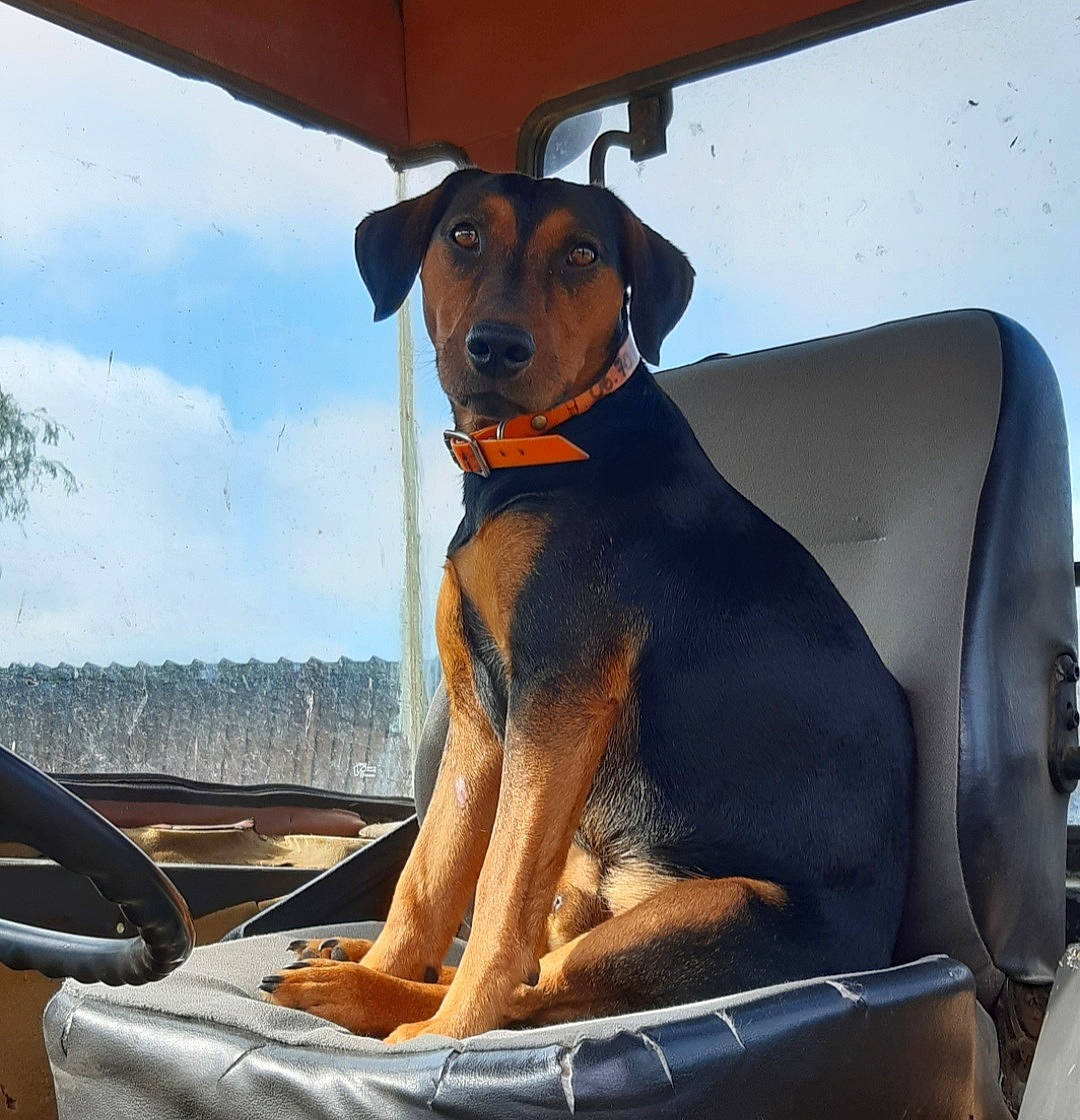 Spirou participe au concours pour gagner de l'argent avec cette photo : automotive_exterior, automotive_mirror, automotive_window_part, carnivore, cloud, collar, companion_dog, dog, dog_breed, dog_collar, fawn, hood, pet_supply, sky, snout, sporting_group, vehicle_door, windscreen_wiper, windshield, working_animal