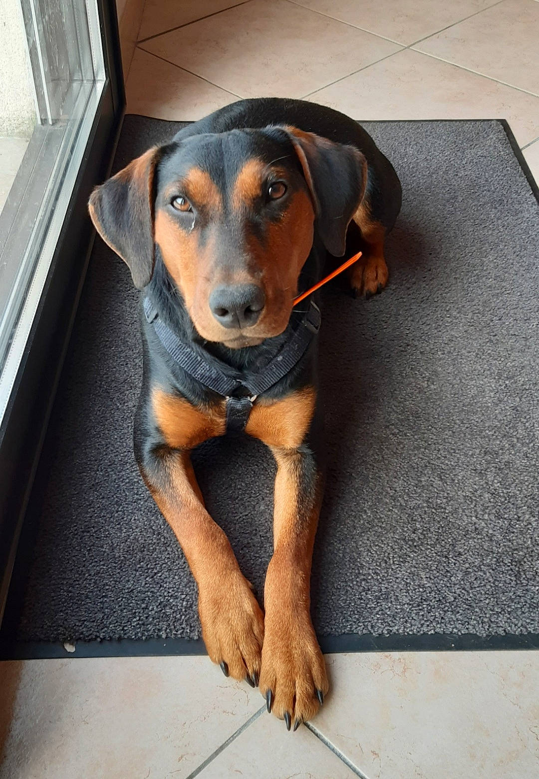 Spirou participe au concours pour gagner de l'argent avec cette photo : canidae, carnivore, companion_dog, dobermann, dog, dog_breed, eye, fawn, flooring, foot, guard_dog, hound, liver, pet_supply, snout, sporting_group, toy_dog, whiskers, working_animal, working_dog