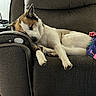 Shep is registered to the contest to win money with this photo: dog, sleeping, couch, indoor, resting, pet, animal, furniture, comfortable, blanket, relaxation, cozy, brown_and_white, paw, head, armrest, domestic, quiet, peaceful, nap