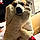 Shep