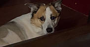 Shep joined the competition — help win amazing prizes! dog, indoor, floor, door, wall, pet, animal, curious, resting, brown, white, tan, fur, ears, head, looking, quiet, home, cozy, shadow