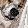 Shep is registered to the contest to win money with this photo: dog, sleeping, close_up, snout, fur, cozy, blanket, resting, pet, animal, cute, face, relaxation, indoors, soft, peaceful, muzzle, whiskers, nose, eyelashes
