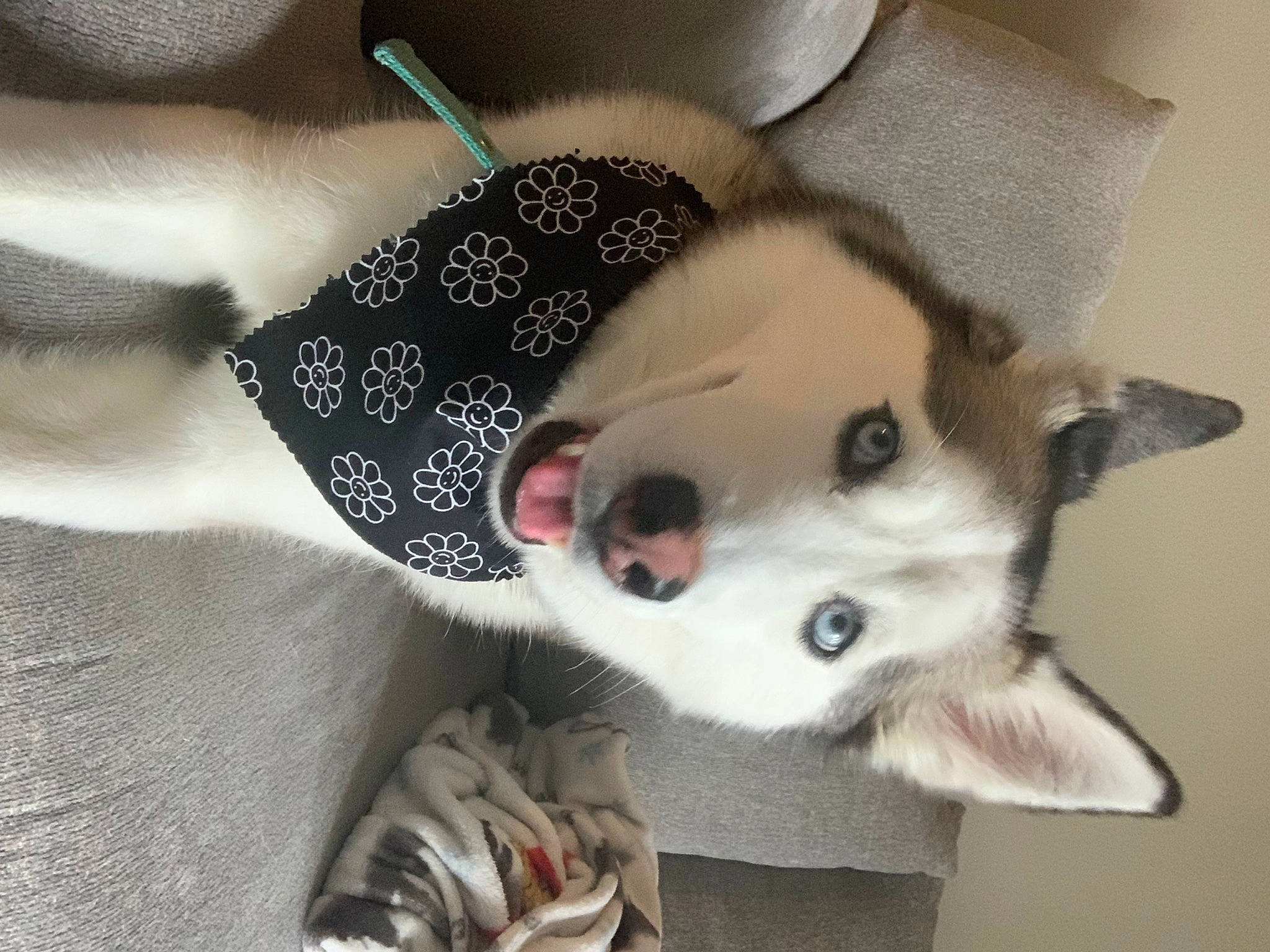 Hera joined the competition — help win amazing prizes! canidae, carnivore, collar, companion_dog, costume_hat, dog, dog_breed, dog_collar, dog_supply, eyelash, fashion_accessory, fawn, fur, non_sporting_group, party_hat, paw, snout, sporting_group, whiskers, working_animal