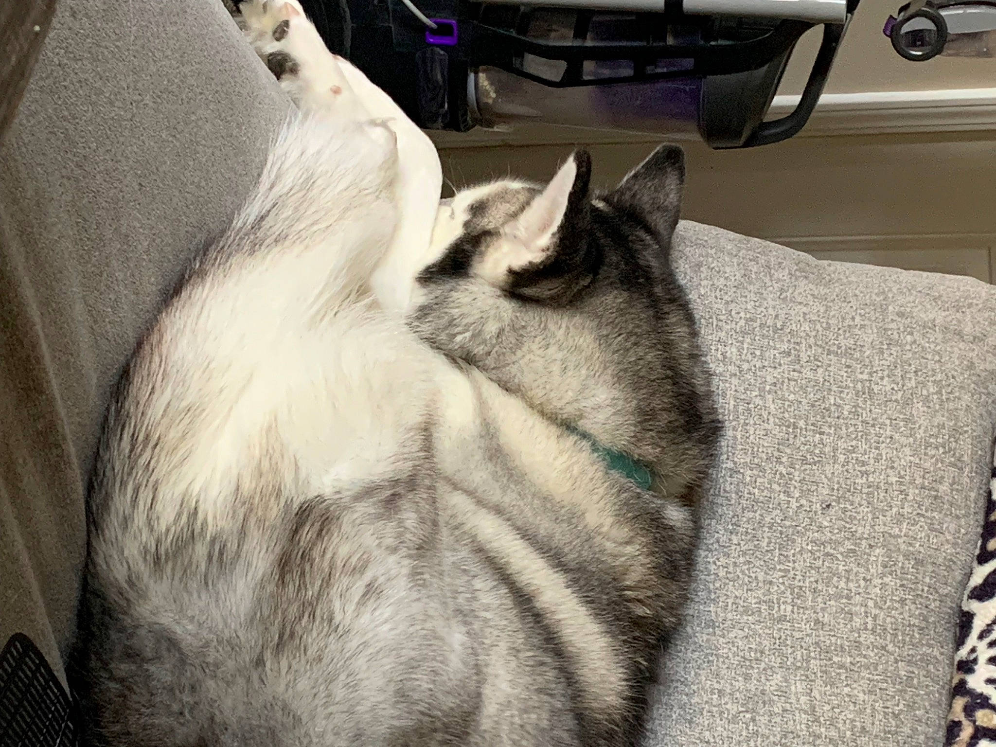 Hera is registered to the contest to win money with this photo: automotive_tire, bedding, canidae, carnivore, cat, comfort, domestic_short_haired_cat, felidae, fur, grey, linens, luxury_vehicle, nap, paw, personal_luxury_car, small_to_medium_sized_cats, snout, tail, textile, whiskers