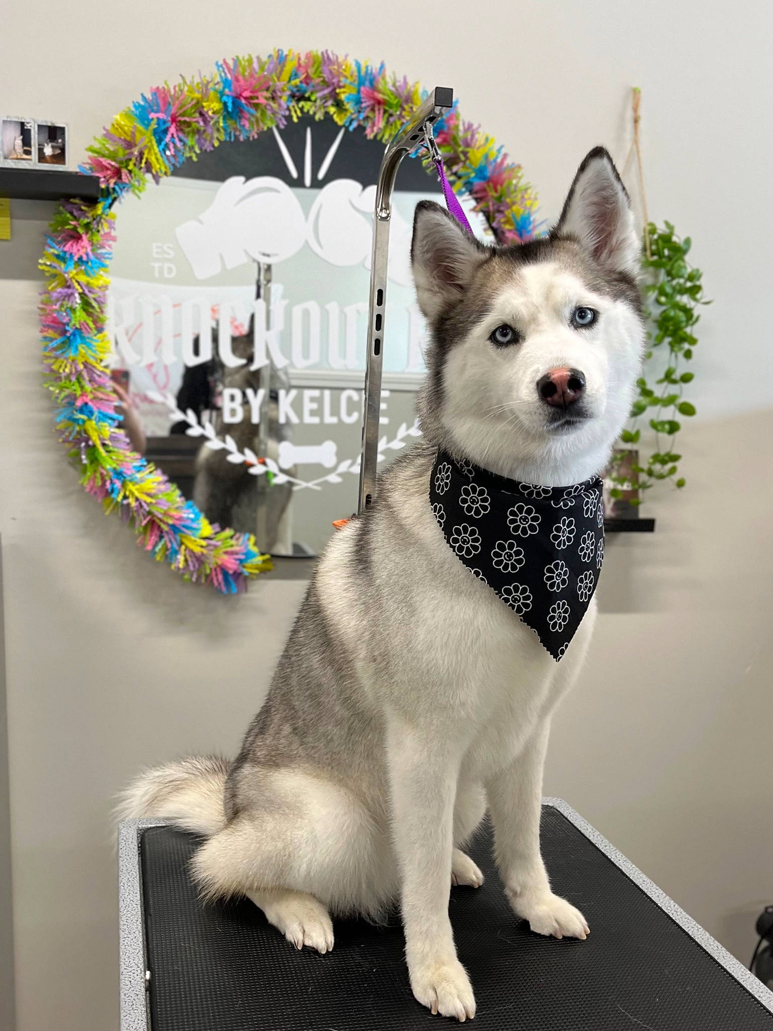 Hera joined the competition — help win amazing prizes! art, canidae, canis, carnivore, collar, companion_dog, dog, dog_breed, dog_supply, fawn, font, fur, party_hat, pattern, snout, sporting_group, tail, triangle, whiskers, working_animal