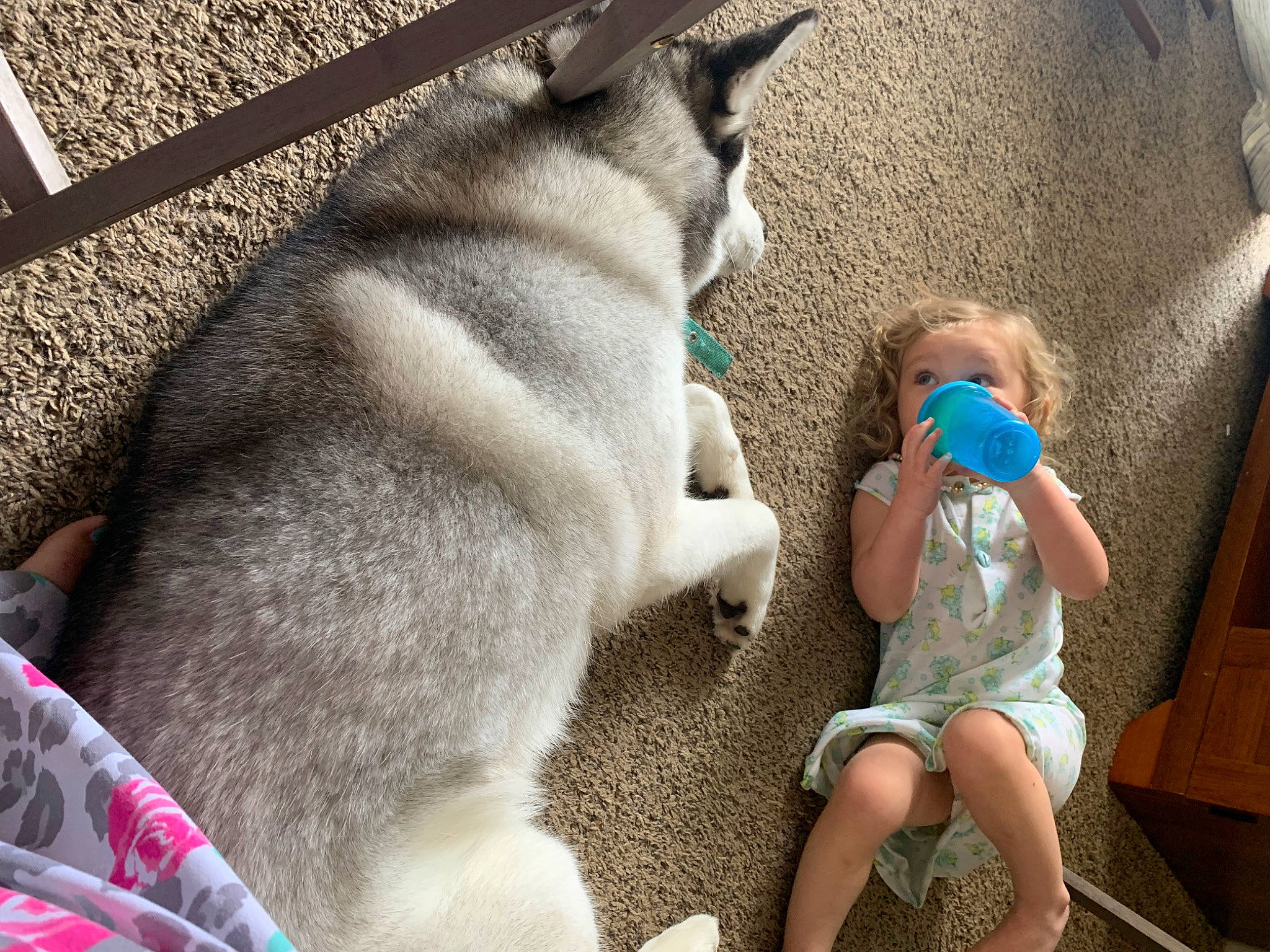 Hera joined the competition — help win amazing prizes! baby, canidae, carnivore, comfort, companion_dog, dog, dog_breed, fawn, foot, fur, leisure, nap, non_sporting_group, paw, siberian_husky, sitting, snout, tail, toddler