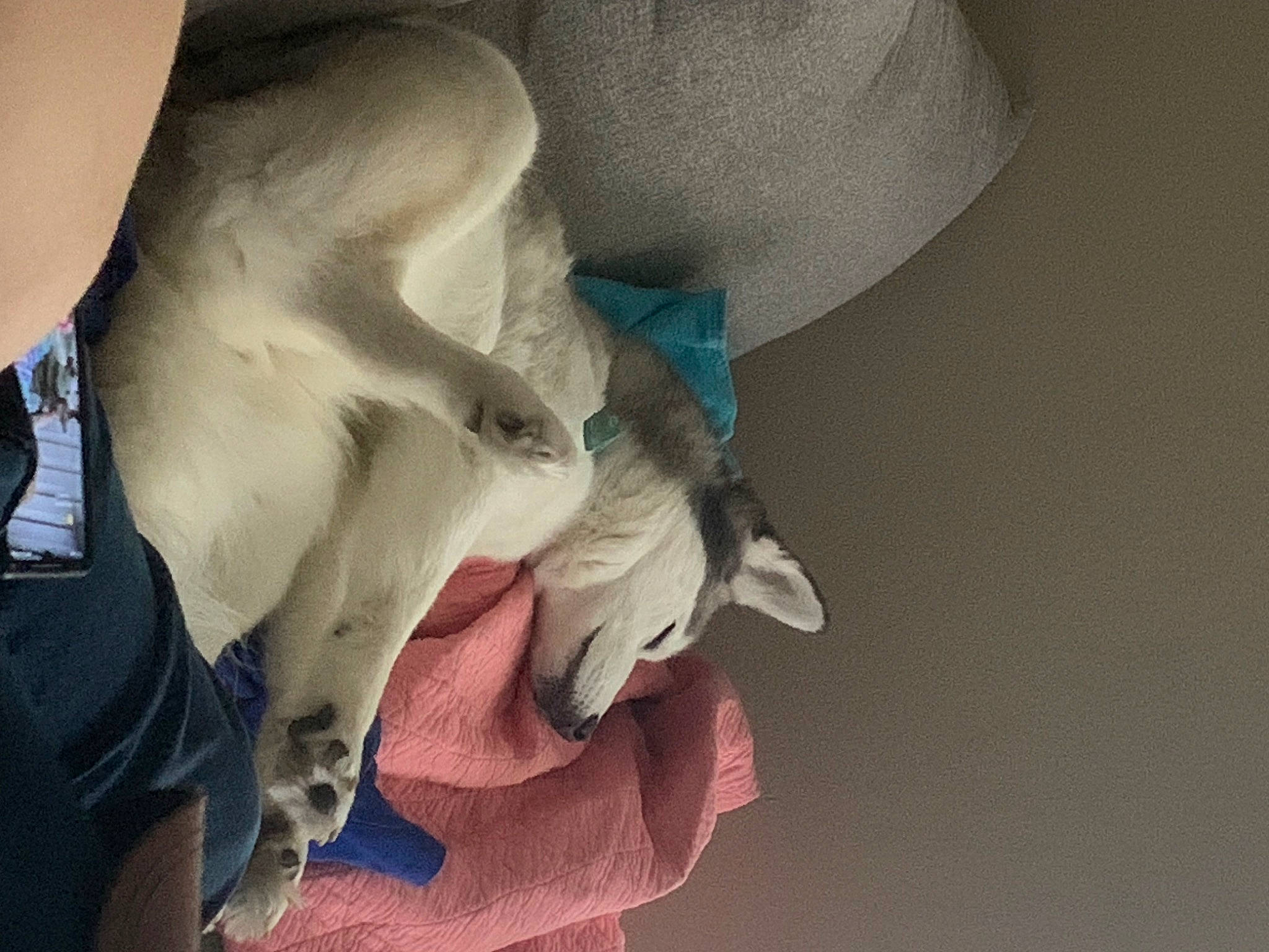 Hera joined the competition — help win amazing prizes! abdomen, carmine, chest, comfort, dog_breed, eyelash, fashion_accessory, fur, gesture, grey, human_leg, jaw, linens, nail, neck, paw, petal, sunglasses, trunk, wrist