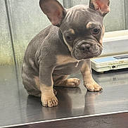 Adele is registered to the contest to win money with this photo: french_bulldog, puppy, dog, wrinkled_skin, ears, metal_surface, indoor, animal, pet, cute, small, young, looking_down, short_hair, muzzle, paws, vet_clinic, scale, adorable, gray