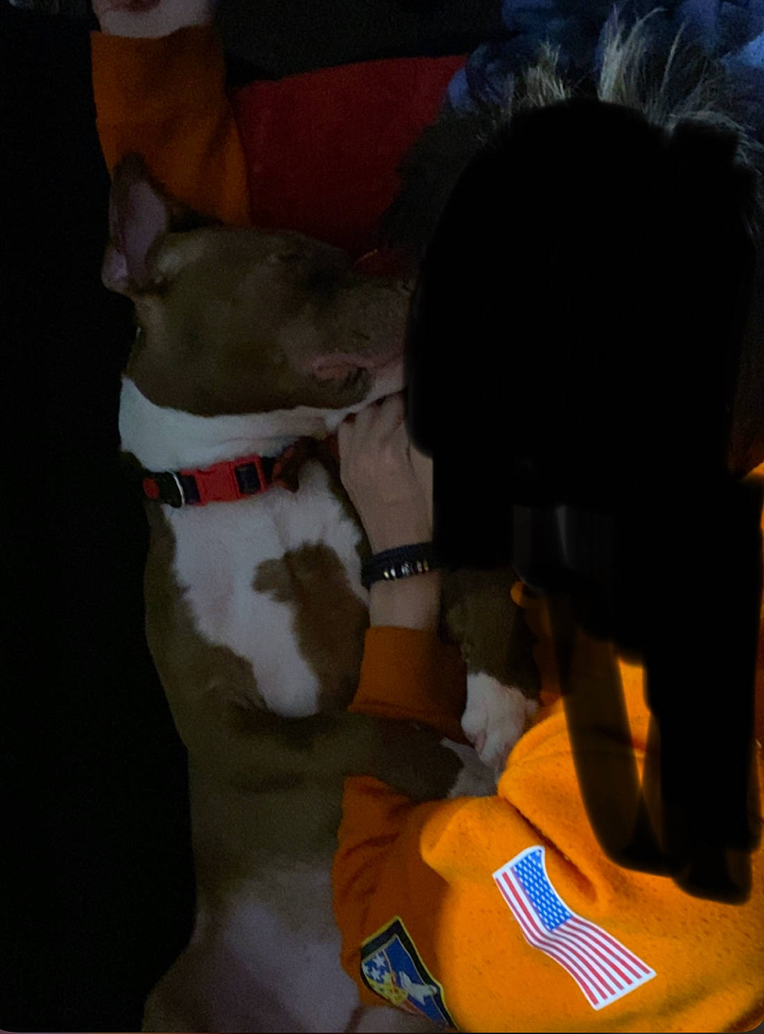 Scrappy Doo is registered to the contest to win money with this photo: bag, canidae, carmine, carnivore, collar, companion_dog, dog, dog_breed, dog_collar, dog_supply, fawn, fur, personal_protective_equipment, pet_supply, snout, sporting_group, sportswear, tail, thigh, working_animal