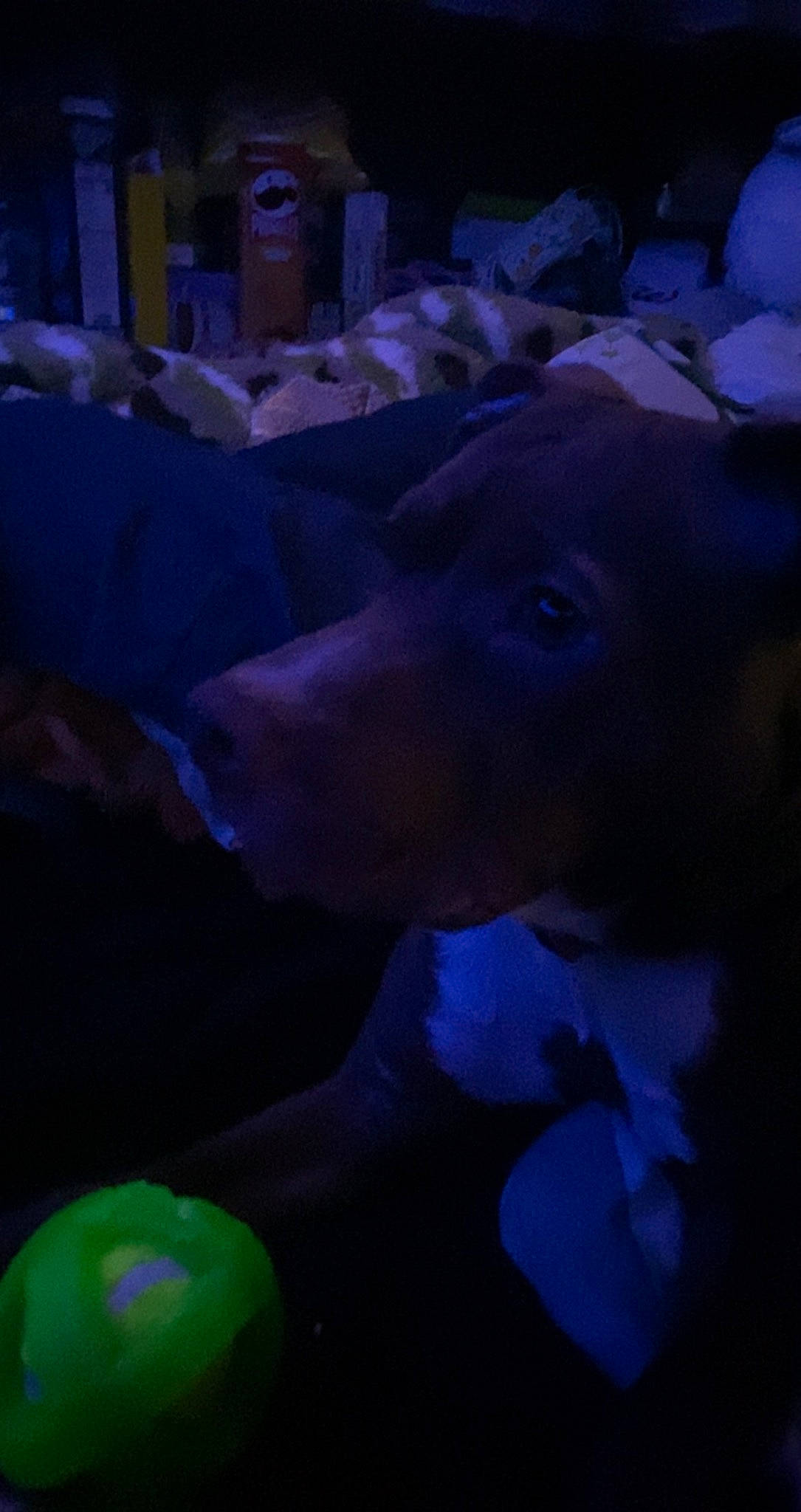 Scrappy Doo is registered to the contest to win money with this photo: canidae, carnivore, companion_dog, darkness, dog, dog_breed, electric_blue, guard_dog, light, livestock, magenta, midnight, night, purple, sky, sporting_group, violet, wildlife, winter, working_animal