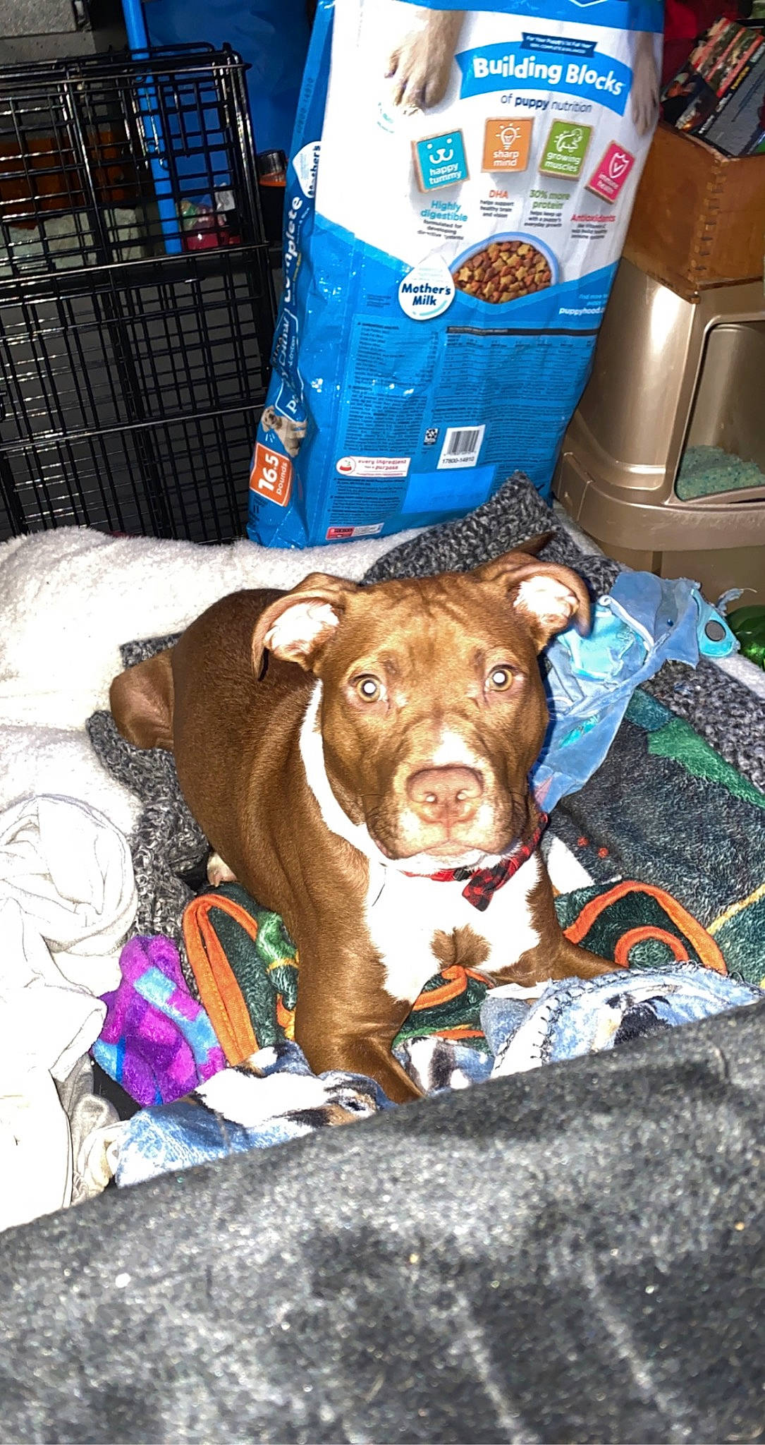 Scrappy Doo is registered to the contest to win money with this photo: canidae, carnivore, collar, companion_dog, dog, dog_breed, dog_supply, fawn, fur, liver, non_sporting_group, snout, sporting_group, street, working_animal