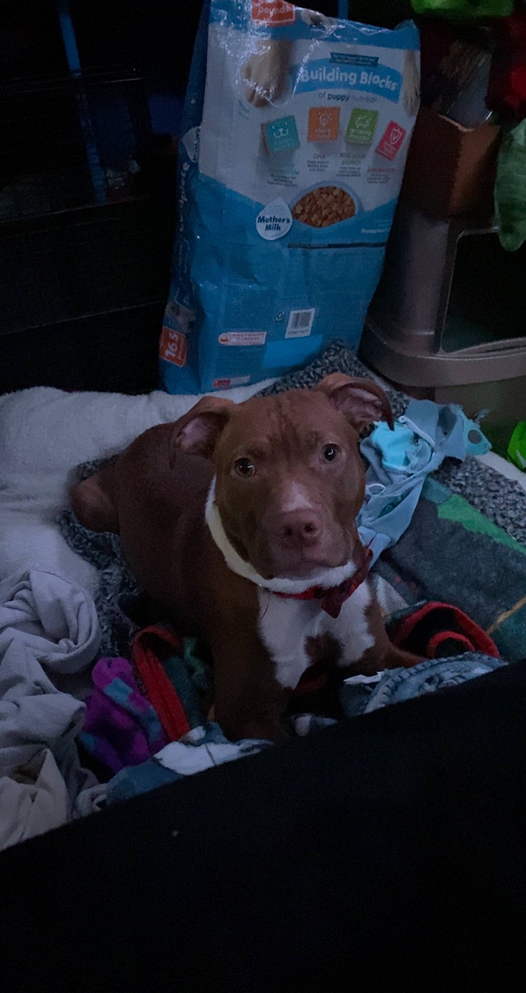 Scrappy Doo is registered to the contest to win money with this photo: canidae, collar, companion_dog, dog, dog_breed, dog_supply, german_shorthaired_pointer, gun_dog, liver, non_sporting_group, sporting_group, working_animal