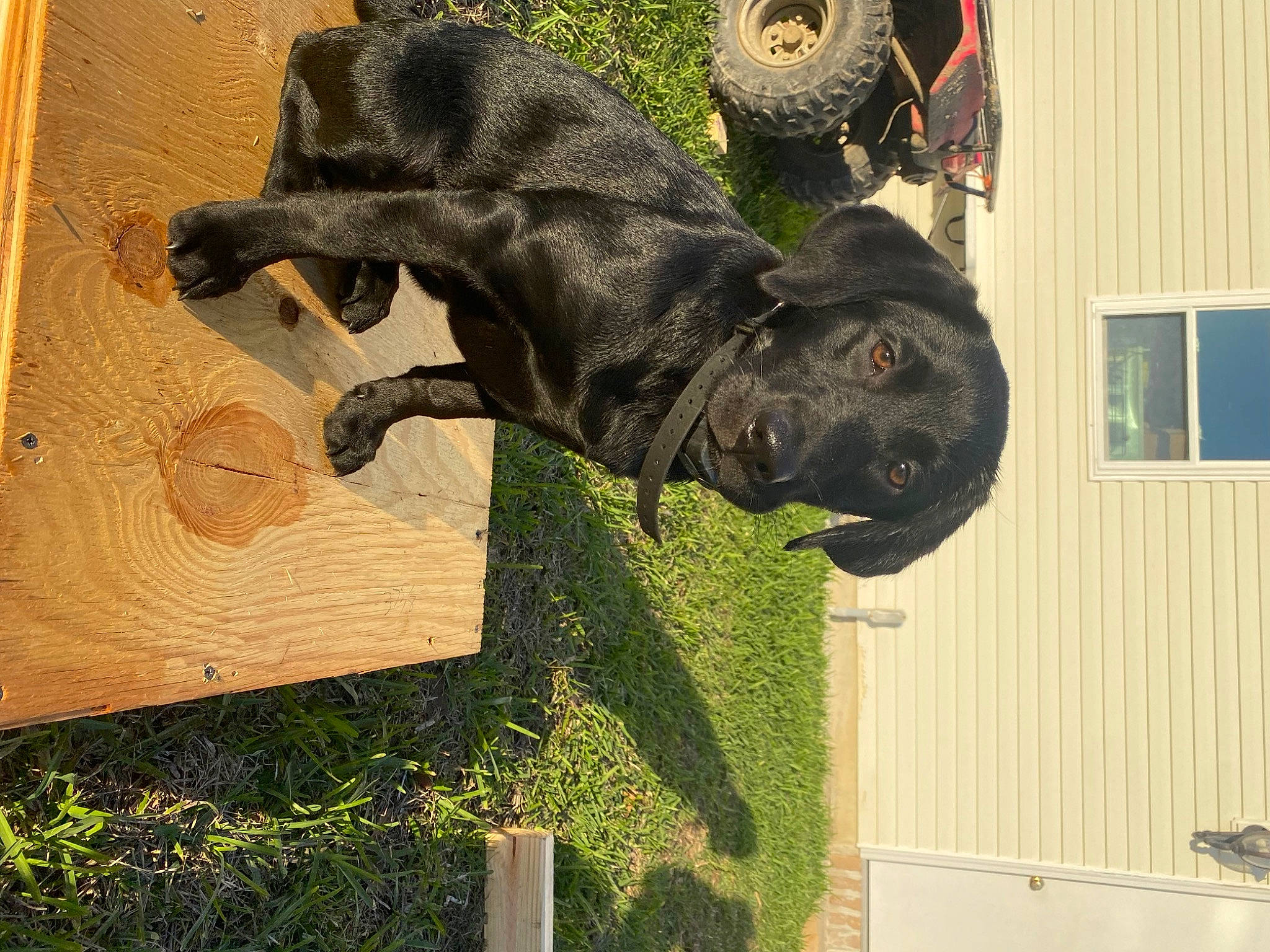 Millie joined the competition — help win amazing prizes! art, carnivore, companion_dog, dog, dog_breed, grass, guard_dog, house, lawn_ornament, metal, monument, plant, sculpture, sporting_group, statue, tail, tree, window, wood, working_animal