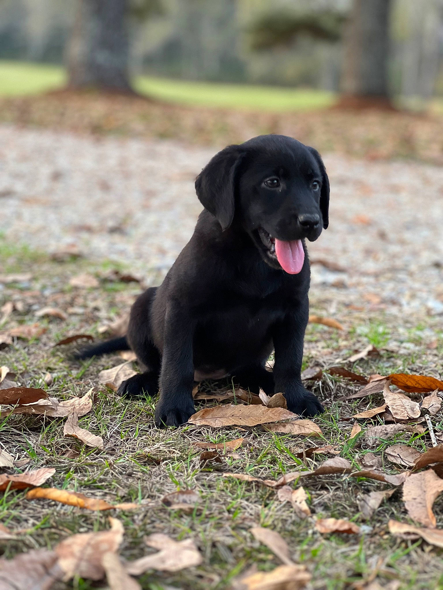 Millie joined the competition — help win amazing prizes! borador, canidae, carnivore, companion_dog, dog, dog_breed, fur, grass, gun_dog, hunting_dog, labrador_retriever, liver, plant, puppy, retriever, snout, soil, terrestrial_animal, tree, working_animal