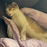 Mio joined the competition — help win amazing prizes! kitten, sleeping, cat, blanket, pink, cozy, cute, fur, pet, animal, resting, indoors, soft, comfort, relaxation, nap, small, young, adorable, feline