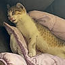 adorable, animal, blanket, cat, comfort, cozy, cute, feline, fur, indoors, kitten, nap, pet, pink, relaxation, resting, sleeping, small, soft, young