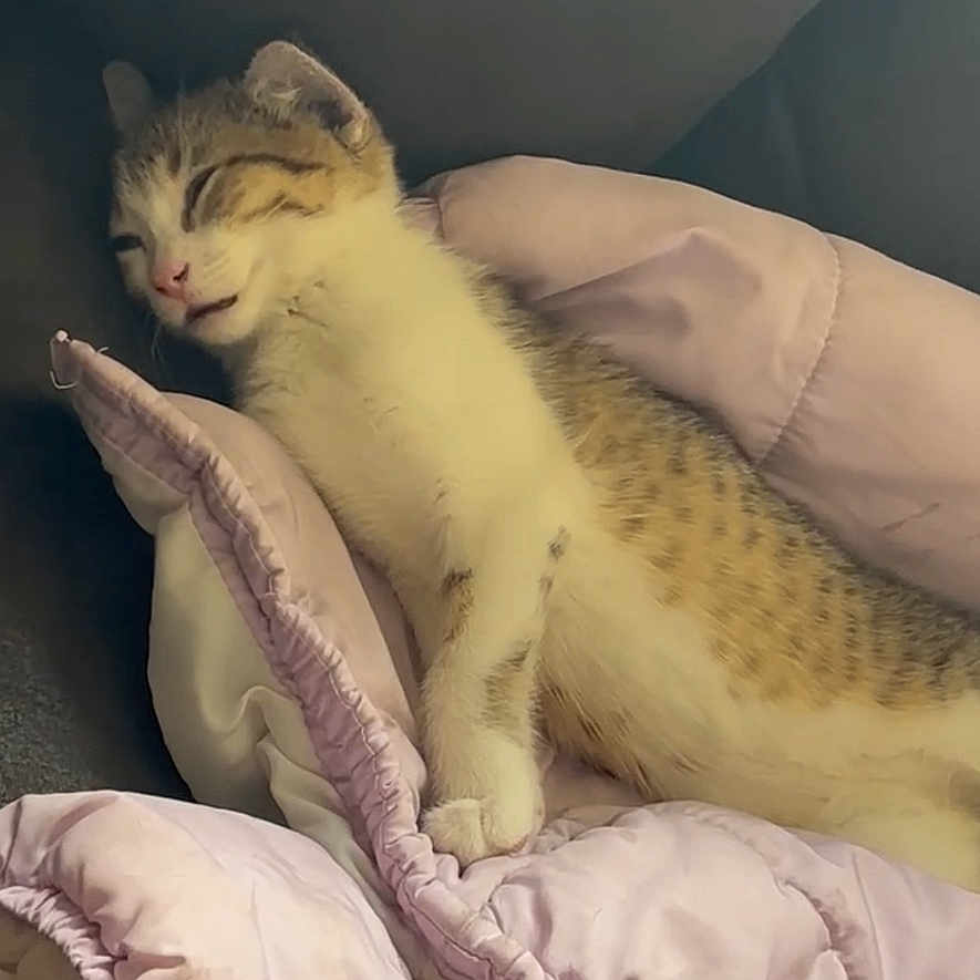 Mio joined the competition — help win amazing prizes! kitten, sleeping, cat, blanket, pink, cozy, cute, fur, pet, animal, resting, indoors, soft, comfort, relaxation, nap, small, young, adorable, feline