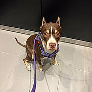 Ginger is registered to the contest to win money with this photo: dog, brown_dog, white_markings, purple_harness, leash, sitting, tile_floor, indoor, pet, canine, obedient, looking_up, ears_up, short_hair, domestic_animal, companion, animal, floor_tiles, black_wall, leash_shadow