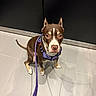 animal, black_wall, brown_dog, canine, companion, dog, domestic_animal, ears_up, floor_tiles, indoor, leash, leash_shadow, looking_up, obedient, pet, purple_harness, short_hair, sitting, tile_floor, white_markings