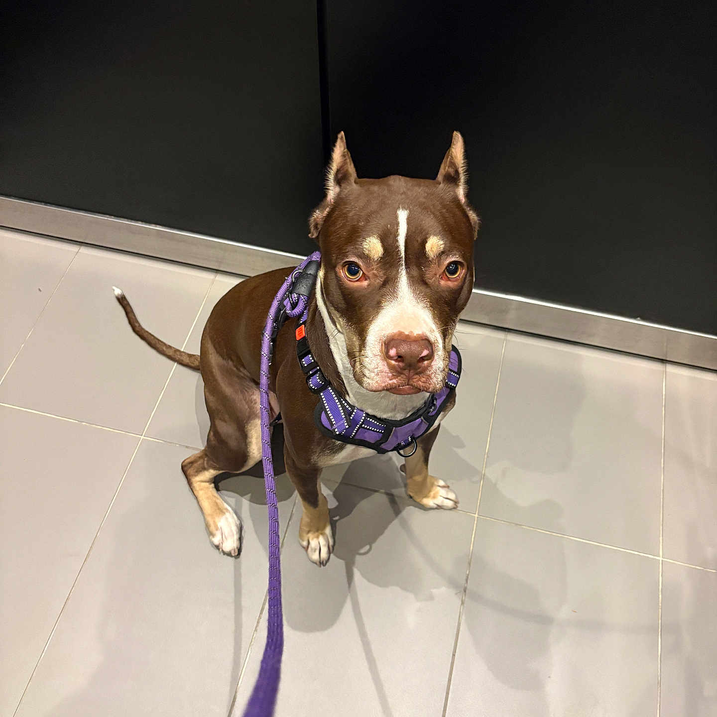 Ginger is registered to the contest to win money with this photo: dog, brown_dog, white_markings, purple_harness, leash, sitting, tile_floor, indoor, pet, canine, obedient, looking_up, ears_up, short_hair, domestic_animal, companion, animal, floor_tiles, black_wall, leash_shadow