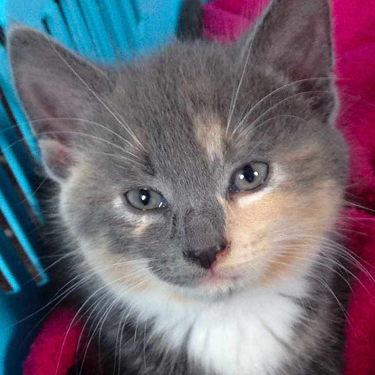 Phoenix joined the competition — help win amazing prizes!