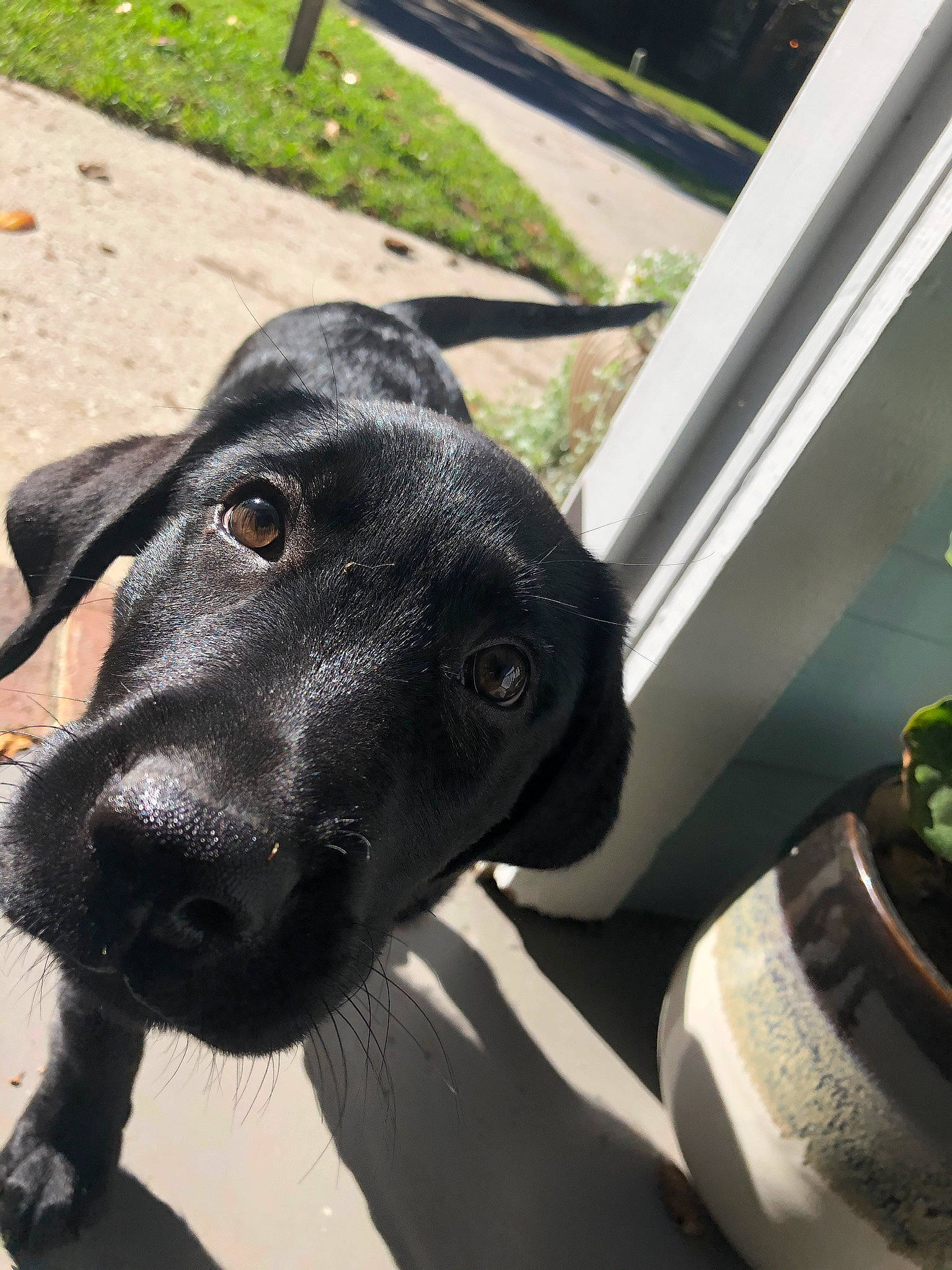 Ozzie is registered to the contest to win money with this photo: canidae, carnivore, collar, companion_dog, dog, dog_breed, dog_collar, pet_supply, snout, sporting_group, whiskers, working_animal, working_dog