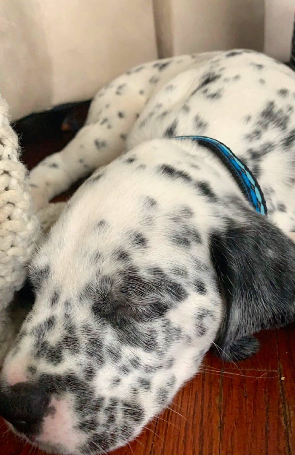 Oreo joined the competition — help win amazing prizes! canidae, carnivore, comfort, companion_dog, dalmatian, dog, dog_breed, dog_supply, fawn, fur, non_sporting_group, pattern, pet_supply, snout, sporting_group, terrestrial_animal, whiskers, wood, working_animal