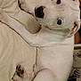 dog, white_dog, puppy, pet, indoor, blanket, floor, tile_floor, resting, looking_up, curious, animal, canine, paw, ear, black_nose, lying_down, domestic_animal, companion, relaxed