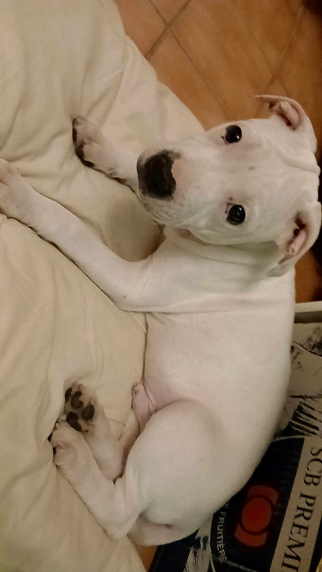 Ares participe au concours pour gagner de l'argent avec cette photo : dog, white_dog, puppy, pet, indoor, blanket, floor, tile_floor, resting, looking_up, curious, animal, canine, paw, ear, black_nose, lying_down, domestic_animal, companion, relaxed