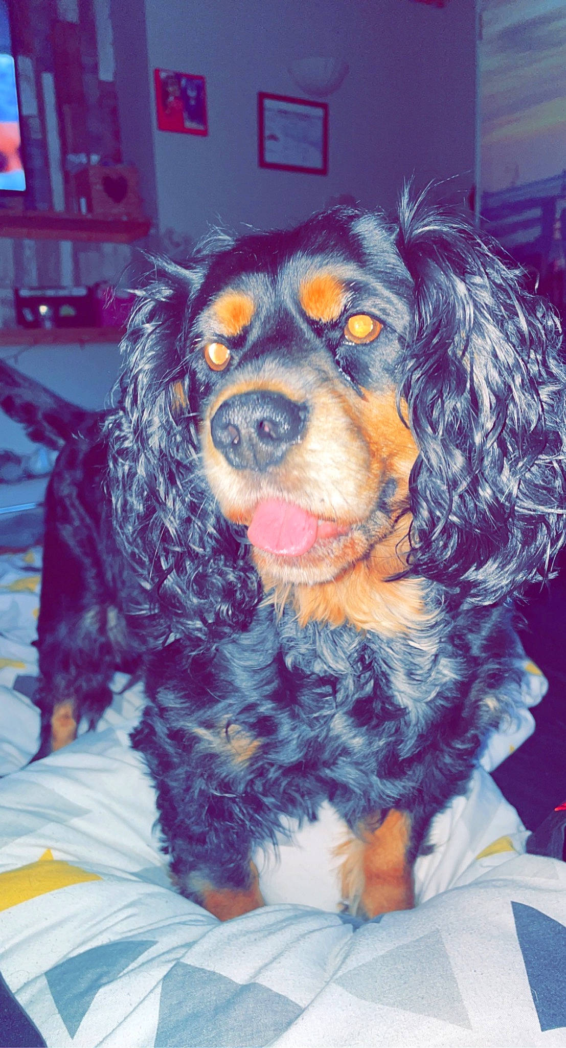Charley joined the competition — help win amazing prizes! canidae, carnivore, cocker_spaniel, companion_dog, dog, dog_breed, event, fun, fur, happy, smile, snout, spaniel, sporting_group, working_animal, working_dog