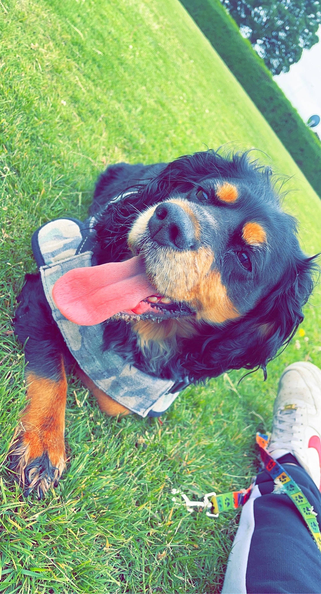 Charley is registered to the contest to win money with this photo: canidae, carnivore, companion_dog, dog, dog_breed, dog_clothes, dog_supply, fawn, fur, grass, guard_dog, happy, hat, mammal, personal_protective_equipment, snout, sporting_group, vertebrate, working_animal, working_dog