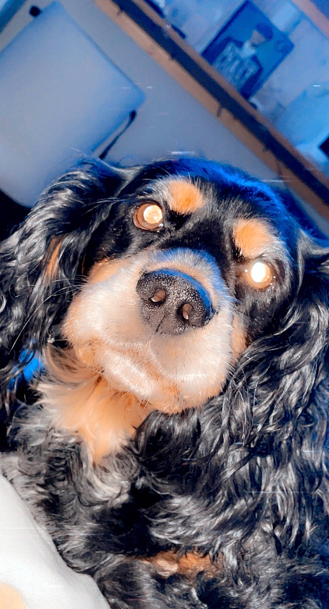 Charley joined the competition — help win amazing prizes! blue, carnivore, companion_dog, dog, dog_breed, electric_blue, fawn, fur, snout, sporting_group, sunglasses, whiskers, working_animal, working_dog