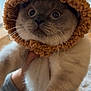 Teddy is registered to the contest to win money with this photo: abyssinian, animal, beanie, blanket, bonnet, cap, cat, clothing, face, happy, hat, head, hood, kitten, manx, person, pet, siamese, smile, wood